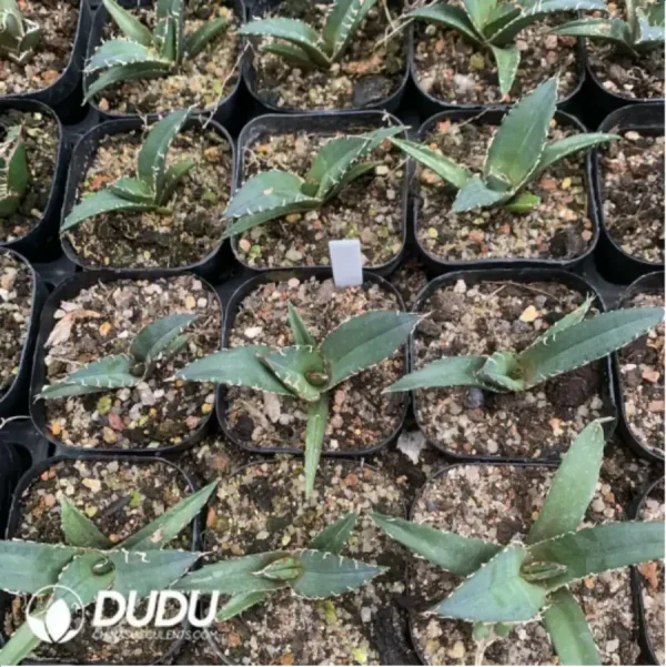 Agave White Whale - Image 1