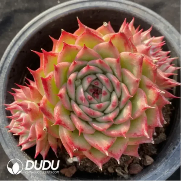 1756118055-1-54.webp Echeveria Long Eyelashes Tosca Cluster - Image 1