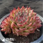 Echeveria Long Eyelashes Tosca Cluster - Image 2