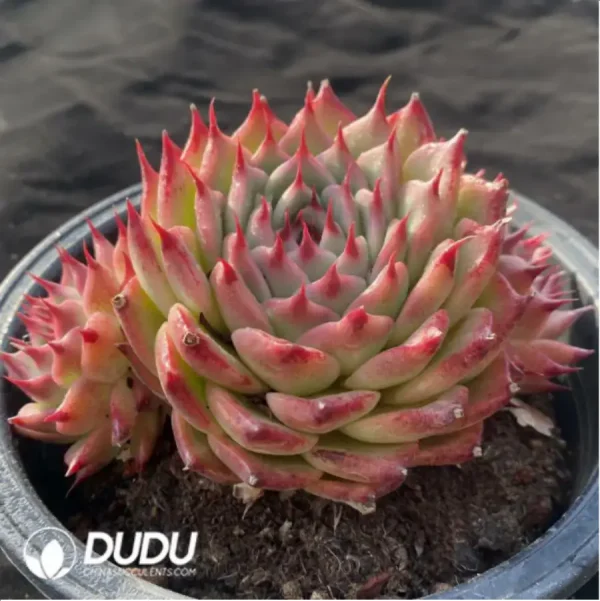 Echeveria Long Eyelashes Tosca Cluster - Image 2