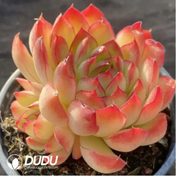 1756118057-1-53.webp Echeveria Sakura Pie - Image 1
