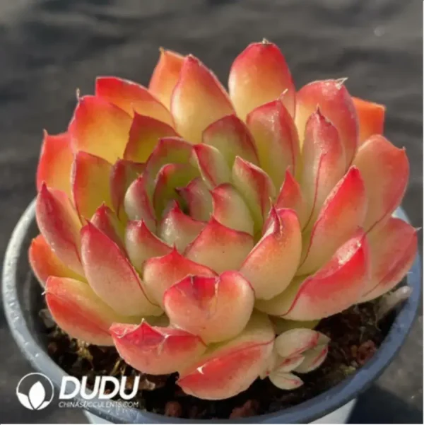 Echeveria Sakura Pie - Image 2