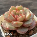 Echeveria Iron Man - Image 2