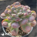 Echeveria Big Rain Drops
