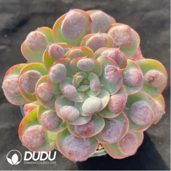 1756118069-2-47.webp Echeveria Big Rain Drops - Image 2