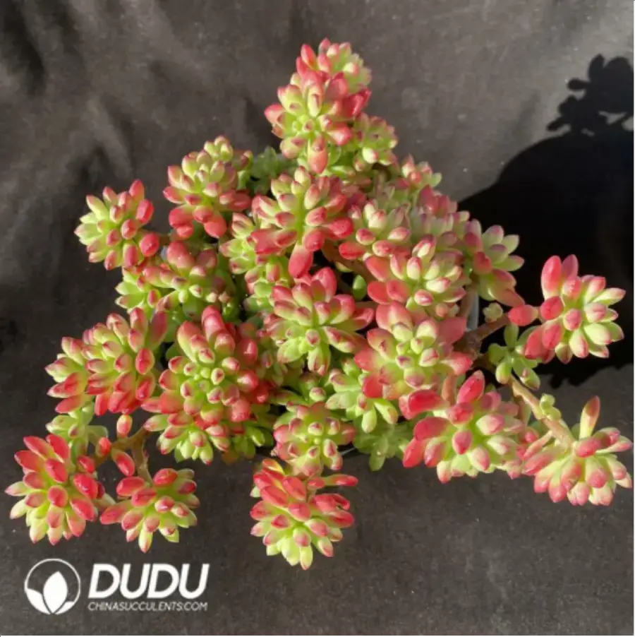 1756118078-1-43.webp Echeveria Red Flag Cluster - Image 1