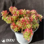 Echeveria Red Flag Cluster - Image 2