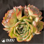 Echeveria Morning Dew Cluster