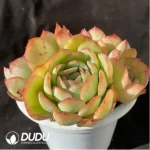 Echeveria Morning Dew Cluster - Image 2