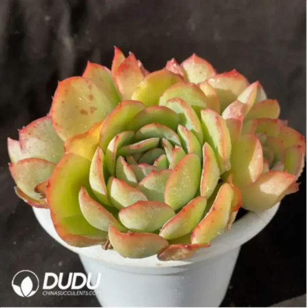Echeveria Morning Dew Cluster - Image 2