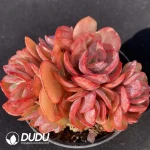 Echeveria Suyon Clustering
