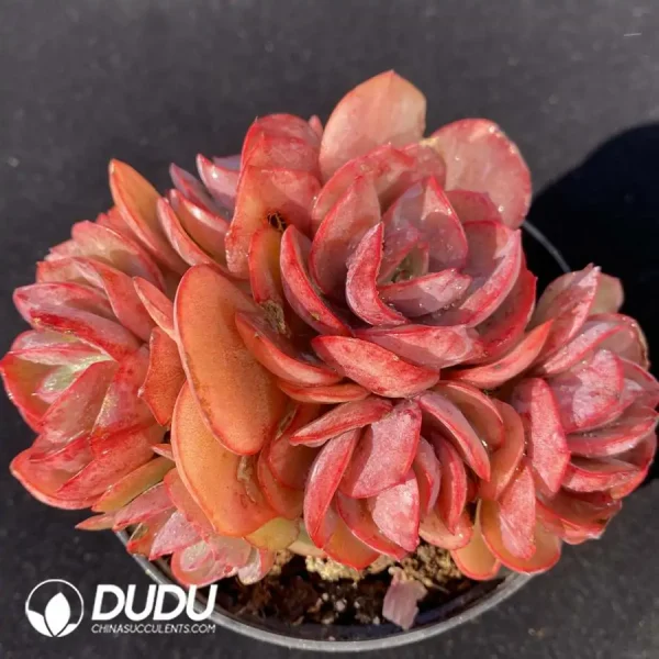 1756118085-e201-166.webp Echeveria Suyon Clustering - Image 1