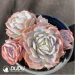 Echeveria Lucila Clustering