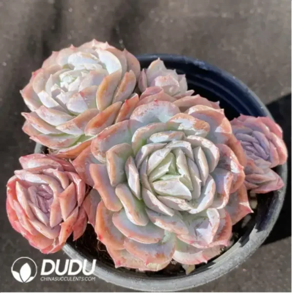 1756118086-1-40.webp Echeveria Lucila Clustering - Image 1