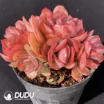 Echeveria Suyon Clustering - Image 2