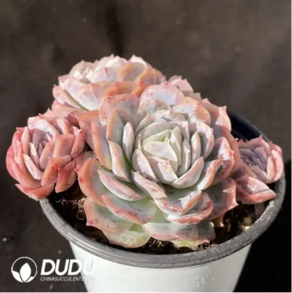 1756118087-2-40.webp Echeveria Lucila Clustering - Image 2