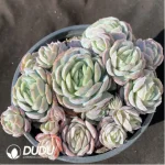 Echeveria Lucila Clustering