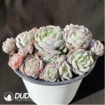 Echeveria Lucila Clustering - Image 2