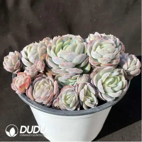 Echeveria Lucila Clustering - Image 2