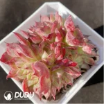 Echeveria Red Swan Clustering