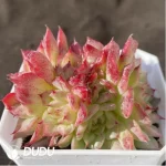 Echeveria Red Swan Clustering - Image 2