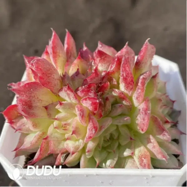Echeveria Red Swan Clustering - Image 2