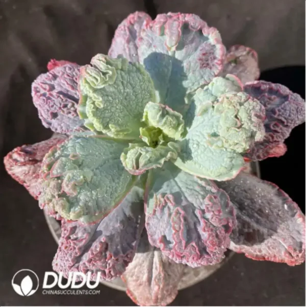 Echeveria Baron Bold - Image 1