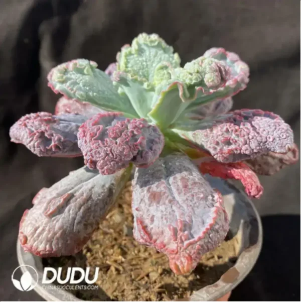 Echeveria Baron Bold - Image 2