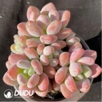Graptopetalum Miul Clustering