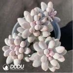 Pachyphytum Baby Finger Clustering