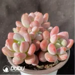 Graptopetalum Miul Clustering - Image 2