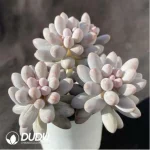 Pachyphytum Baby Finger Clustering - Image 2