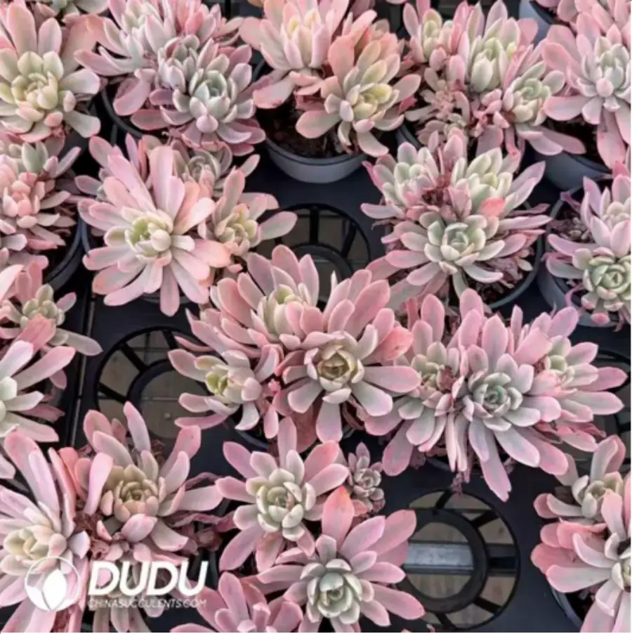 1756118102-1-430.webp Echeveria Hoveyi variegate Clustering - Image 1