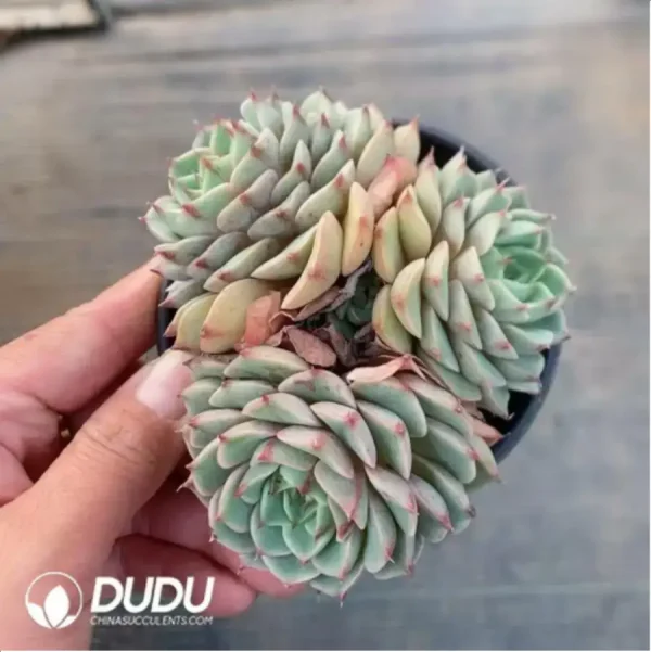 1756118108-1-425.webp Echeveria 'Ben Badis' Clustering - Image 1