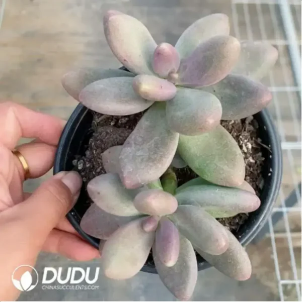 1756118110-1-423.webp Pachyphytum Sugar Beauty Old Stem - Image 1