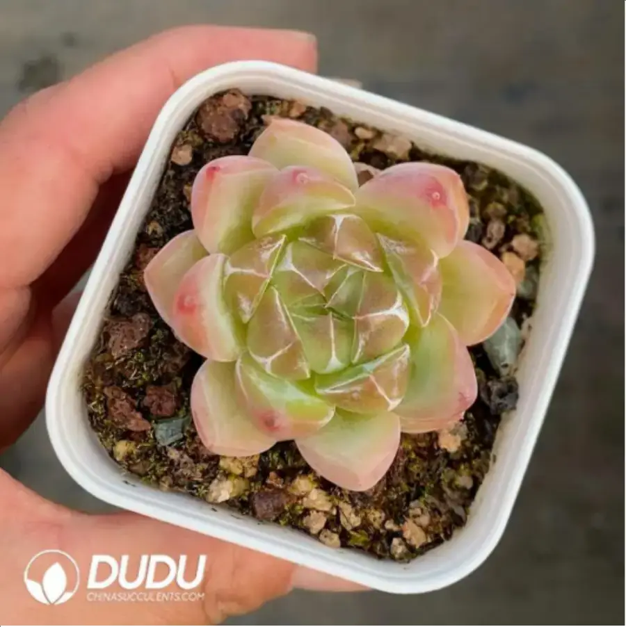 1756118112-1-421.webp Echeveria Diamond Jenny - Image 1