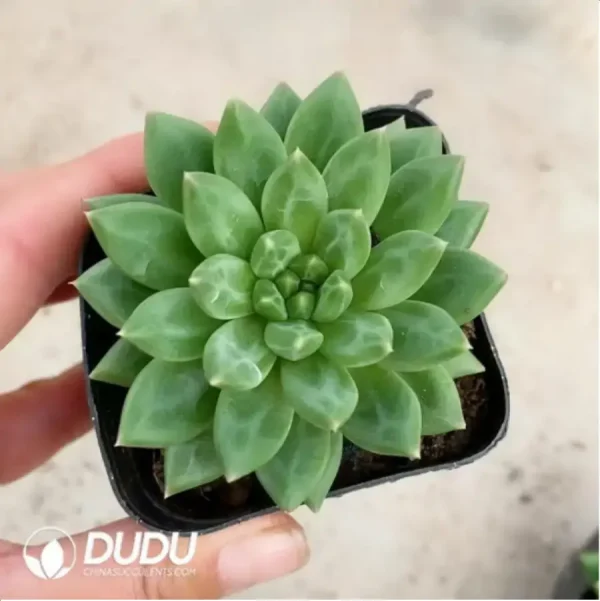 1756118116-1-417.webp Echeveria Oracle - Image 1