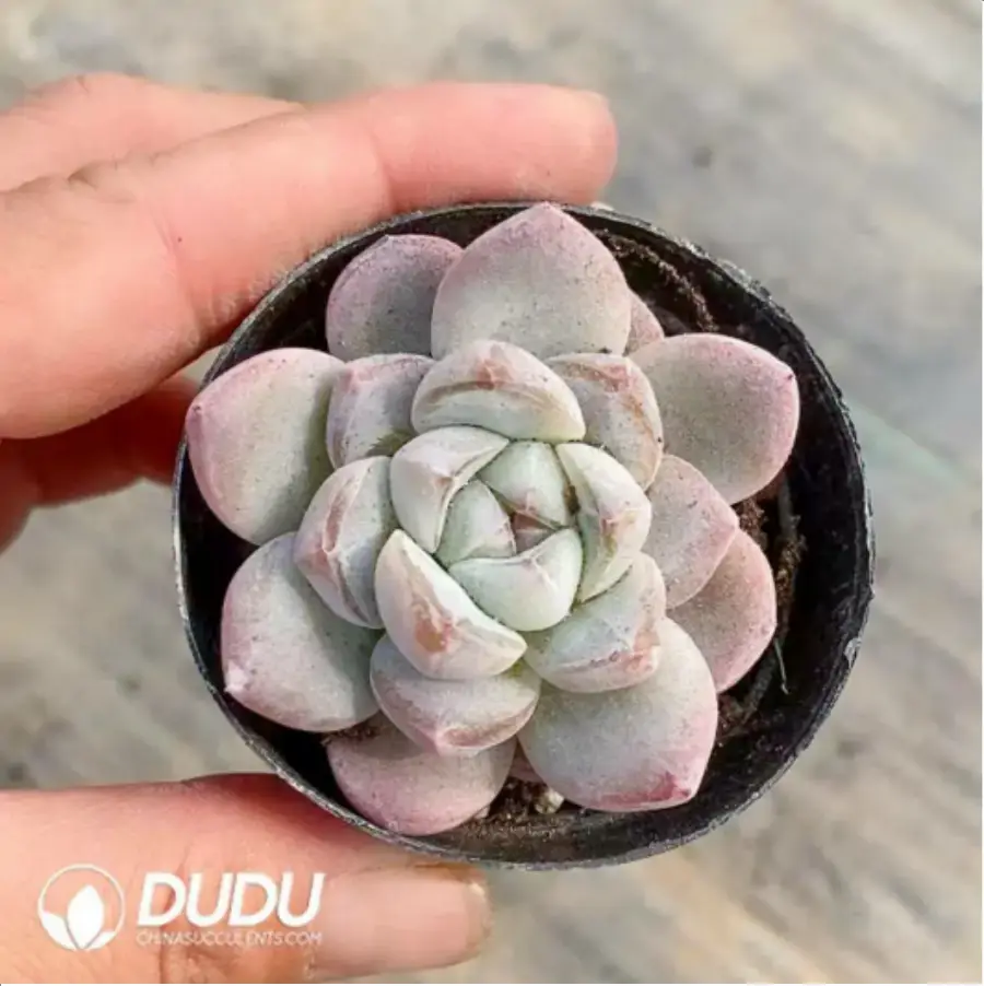 1756118117-1-416.webp Echeveria Sugar Beauty - Image 1