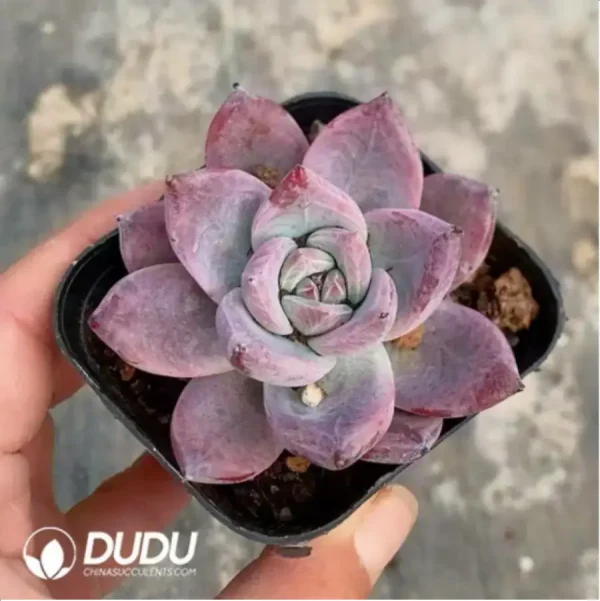 1756118119-1-414.webp Echeveria Colorata Tapalpa - Image 1