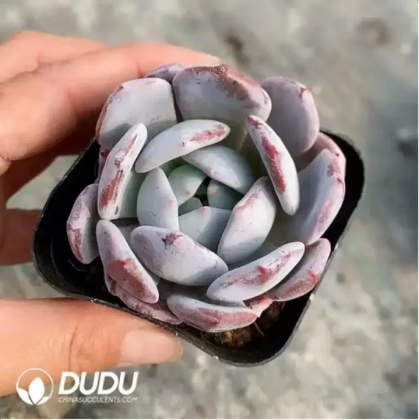 1756118120-1-413.webp Echeveria Sang-A - Image 1