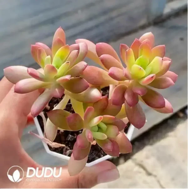 Echeveria Macdougallii Variegated Clustering - Image 1