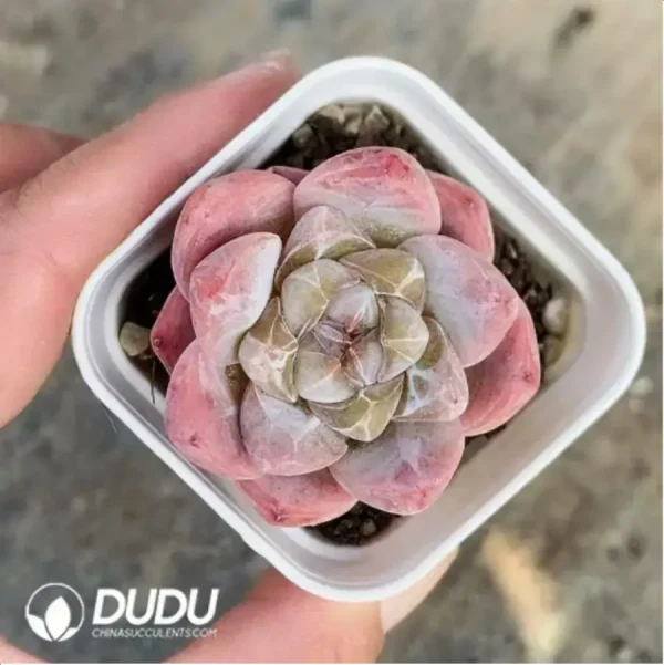 1756118126-1-408.webp Echeveria Gangyi - Image 1