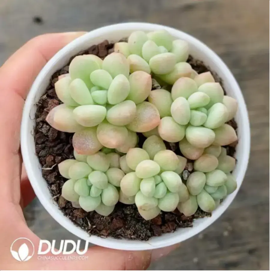 1756118128-1-406.webp Pachyveria Bubble Candy - Image 1