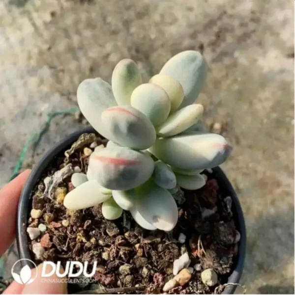 1756118131-1-404.webp Cotyledon Orbiculata cv. Short Round Leaf Variegated - Image 1