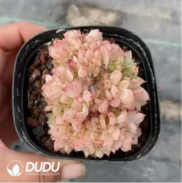 1756118136-1-399.webp Echeveria Pink Malgan Cristate - Image 1