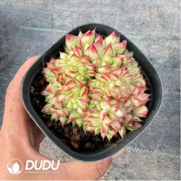 1756118138-1-397.webp Echeveria Dream Queen Cristate - Image 1