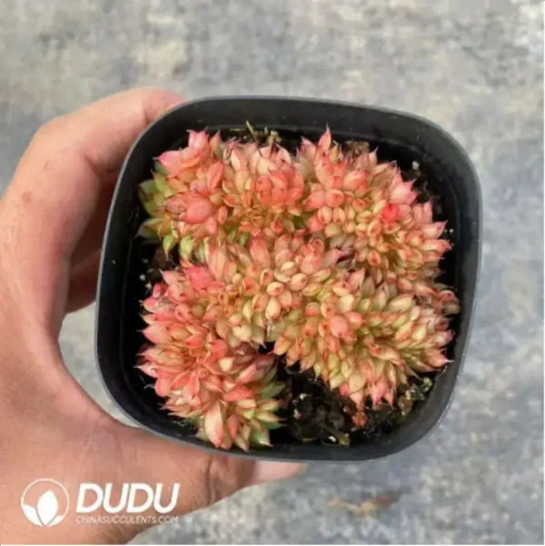 1756118139-1-396.webp Echeveria Meteor Shower Cristate - Image 1