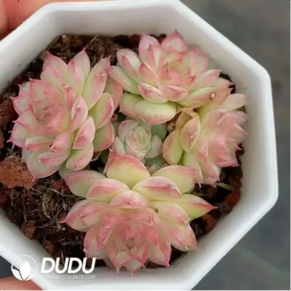 1756118145-1-391.webp Echeveria Pink Lovely Clustering - Image 1