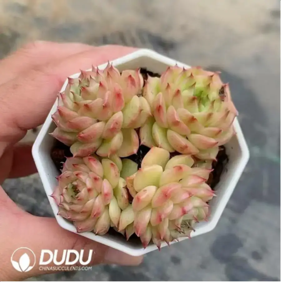 1756118146-1-390.webp Echeveria Red Fire Clustering - Image 1