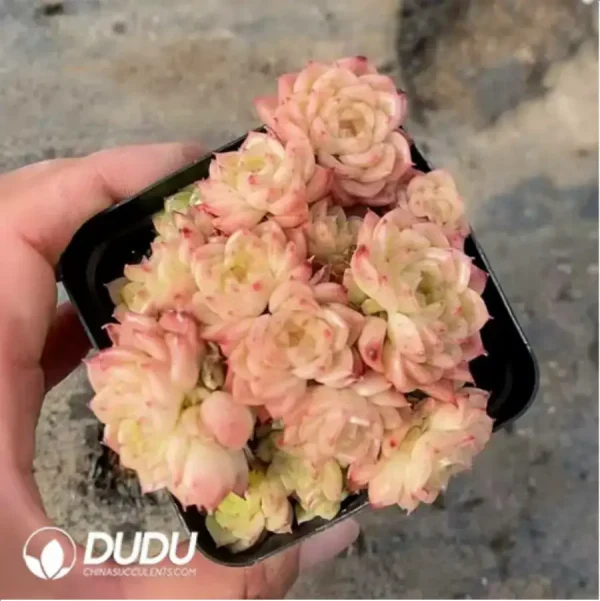 1756118148-1-389.webp Echeveria Xiangte Clustering - Image 1